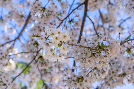 Beauiful white cherry blossom flowers with all of them in backgrpund during spring time in Japan.の写真素材