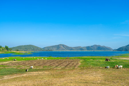 Goats around the green grassland with water dam in background. (Pranburi Dam, Prachuap Khiri Khan, Thailand)の写真素材