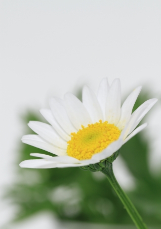 Flower of the oxeye daisyの写真素材