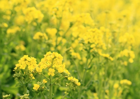 Rape fields in full blossomの写真素材