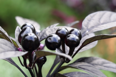 Black pearl of the chile pepper for admirationの写真素材