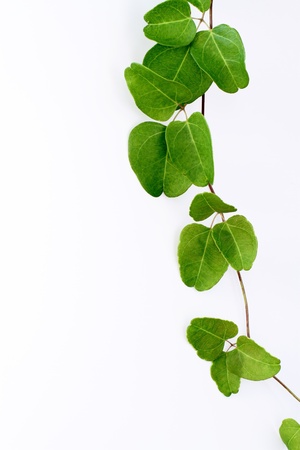 Background of green ivy の写真素材