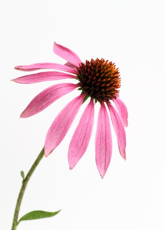 Echinacea of the purplish redの写真素材