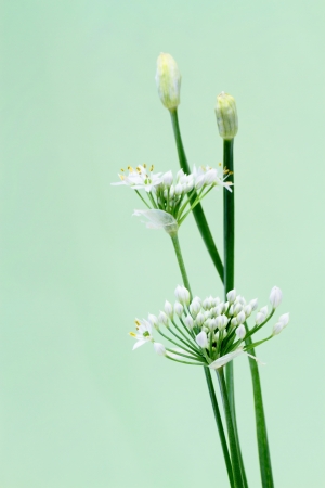 Flower of Leekの写真素材