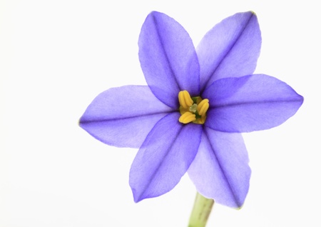 Star of Bethlehem