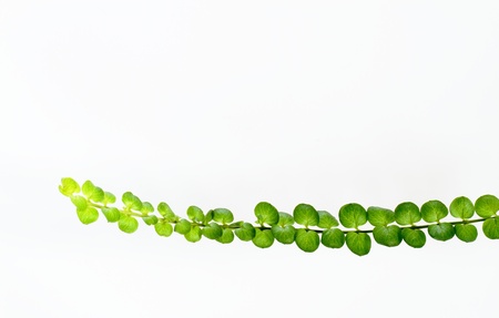 The background of the leaf of lysimachia の写真素材