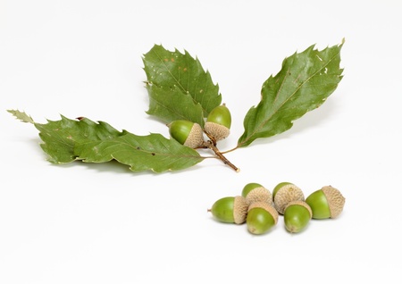 Acorn of the co-Japanese oak