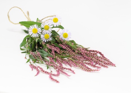 daisy fleabane and polygonum