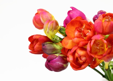Pretty freesia bunchの写真素材