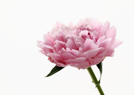 A flower of the peonyの写真素材