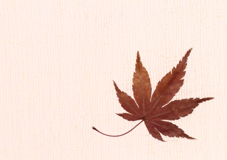 Arrangement of the maple leafの写真素材