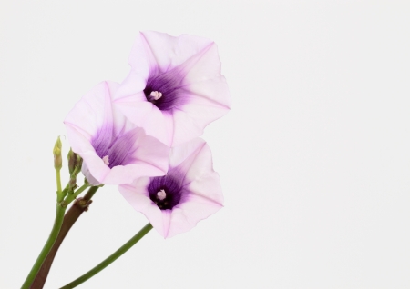 flower of the sweet potato bloomed  の写真素材
