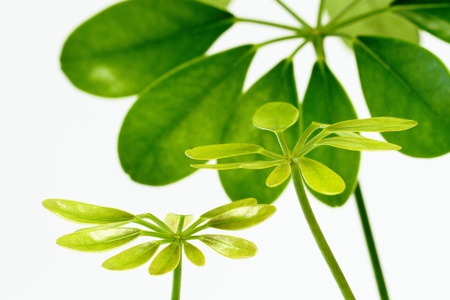 Young leave of the scheffleraの写真素材