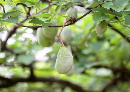 Fruit and branches and leaves of the akebiの写真素材
