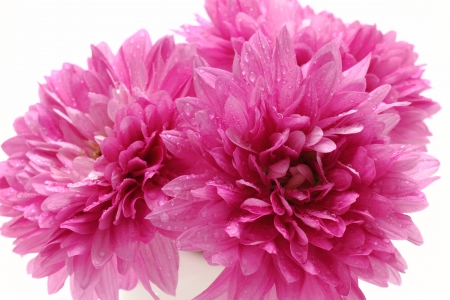 Chrysanthemumの写真素材