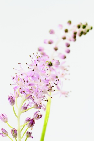 Flower of the fieldの写真素材