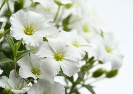 Flower of the pure white Arenarearの写真素材