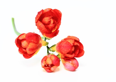 Red freesiaの写真素材