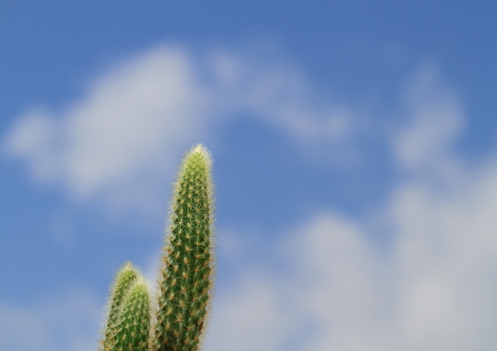 Cactus of the blue sky backgroundの写真素材
