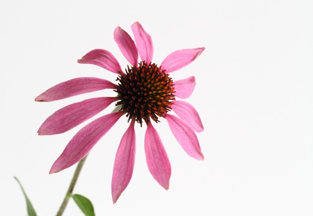 Echinacea of the purplish redの写真素材