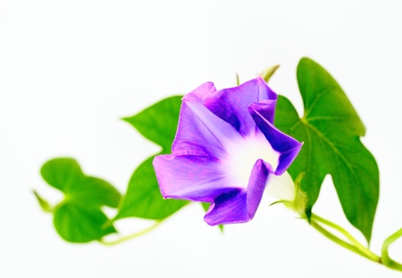 Morning glory of the bluish violet の写真素材