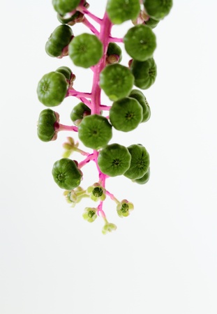 flower and fruit of the scokeの写真素材