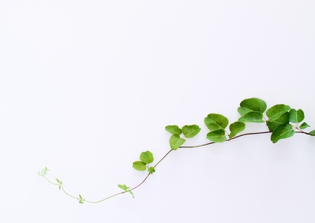 Background of green ivyの写真素材