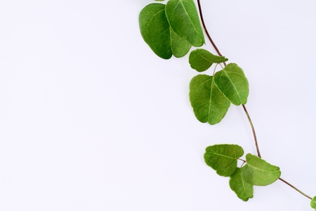 Background of green ivyの写真素材