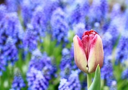 Tulip Tulipa of the grape hyacinth backgroundの写真素材