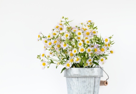 Daisy fleabane of a lot of bucketsの写真素材