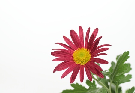 Deep red chrysanthemum flower on white backgroundの写真素材