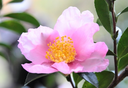 japanese flower camellia sasanquaの写真素材