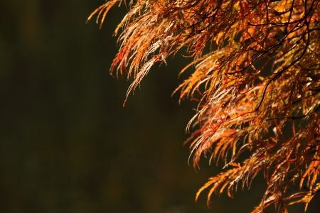 Acer palmatum  Tamukeyama の写真素材