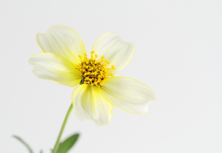 Yellow cubit of the Bidens biternata   winter cosmos  の写真素材