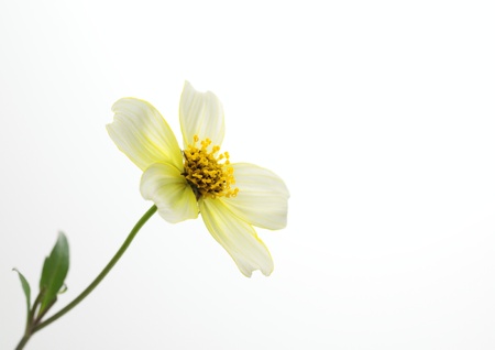 Yellow cubit of the Bidens biternata  winter cosmos の写真素材