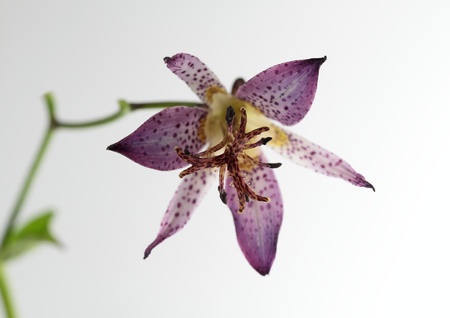tricyrtis hirta of the purplish redの写真素材