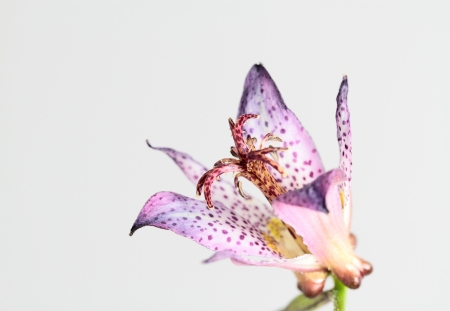 tricyrtis hirta of the purplish redの写真素材