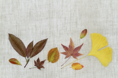 Image background of the arrangement _ late fall of dead leavesの写真素材