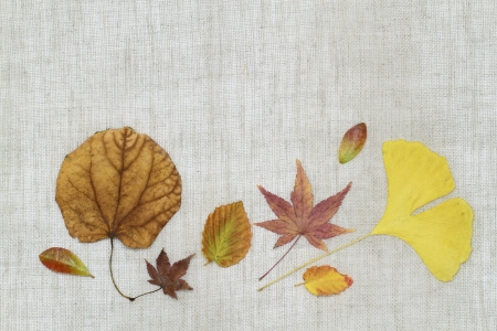 Image background of the arrangement _ late fall of dead leavesの写真素材