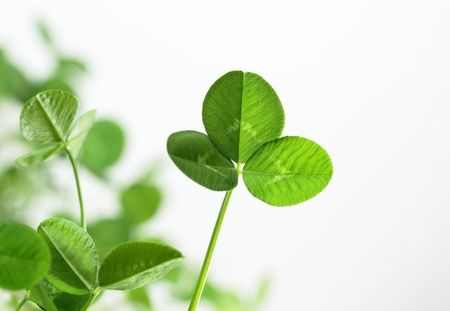 Background of a green cloverの写真素材