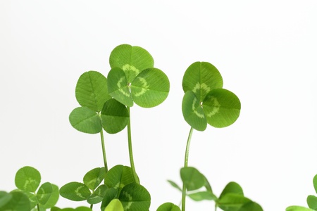 Background of a green cloverの写真素材