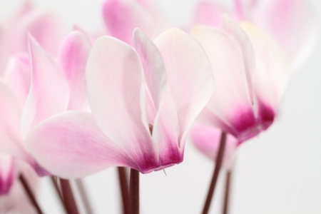 A gentle cyclamenの写真素材