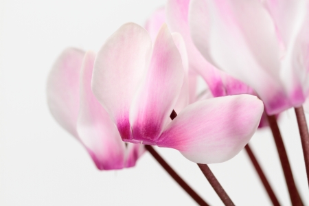 Gentle cyclamenの写真素材