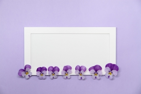 Lovely message board_Purple violaの写真素材