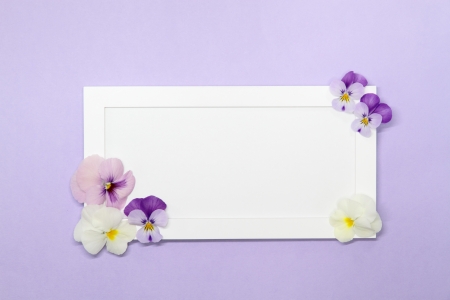 Lovely message board_Purple violaの写真素材