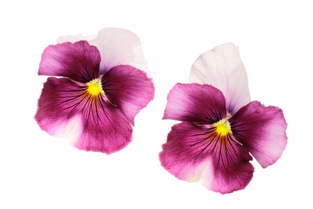 Background _ Valentine s Day image of the pansyの写真素材