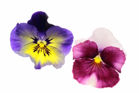 Background _ Valentine s Day image of the pansyの写真素材