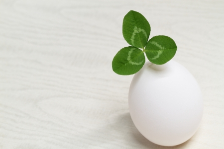 The clover which was born from an eggの写真素材