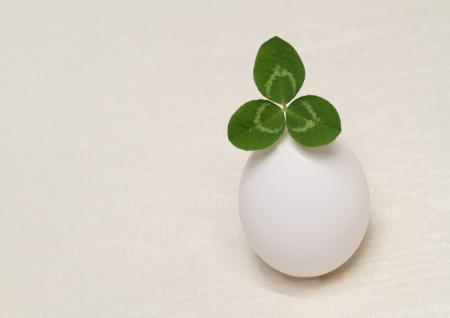 The clover which was born from an eggの写真素材
