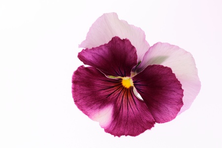 Pansy of the purplish red of the white backgroundの写真素材